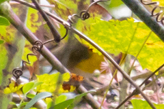 Leiothlypis ruficapilla