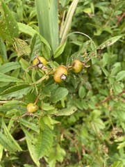 Rosa palustris