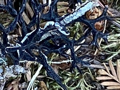 Hypogymnia imshaugii