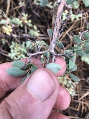 Symphoricarpos rotundifolius