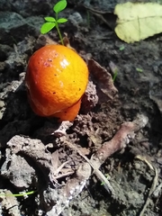 Limacella