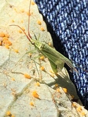 Trigonotylus