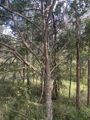 Cyclophyllum coprosmoides