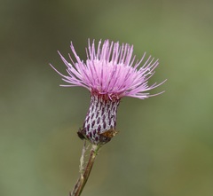 Cirsium muticum