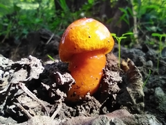 Limacella