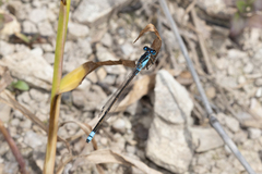 Ischnura heterosticta