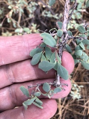 Symphoricarpos rotundifolius