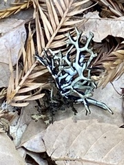 Hypogymnia imshaugii