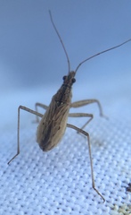 Nabis rugosus