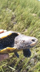 Malaclemys terrapin macrospilota