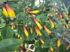 Justicia floribunda