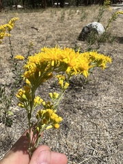 Solidago velutina