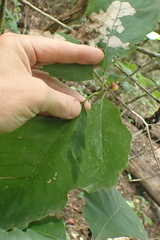 Disholcaspis quercusglobulus