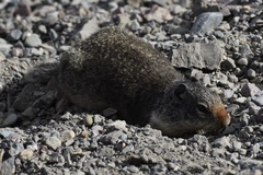 Urocitellus columbianus