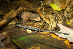 Plethodon yonahlossee