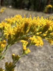 Solidago velutina