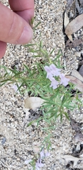 Hedeoma hyssopifolia