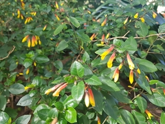 Justicia floribunda
