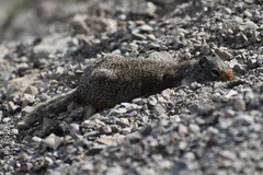 Urocitellus columbianus