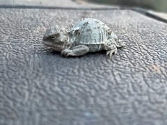 Phrynosoma hernandesi