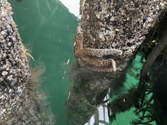 Evasterias troschelii