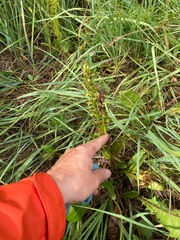 Dactylorhiza viridis