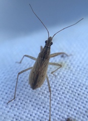 Nabis rugosus