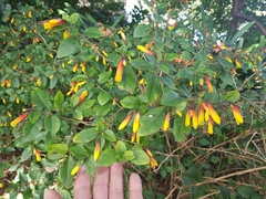 Justicia floribunda
