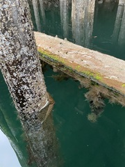 Evasterias troschelii