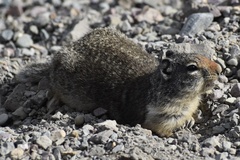 Urocitellus columbianus