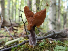 Gyromitra infula