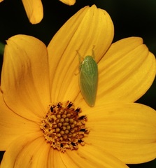 Gyponana