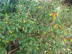 Justicia floribunda