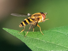 Syrphus knabi