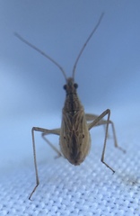 Nabis rugosus