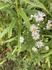 Symphyotrichum lanceolatum