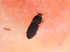 Agrypnus rectangularis