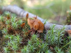 Gyromitra infula