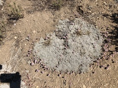 Eriogonum ovalifolium