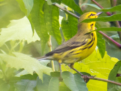 Setophaga discolor