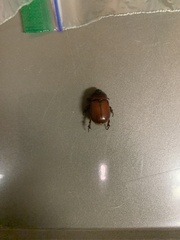 Scarabaeidae