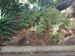Justicia floribunda