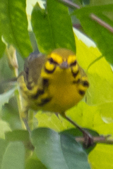 Setophaga discolor