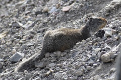 Urocitellus columbianus