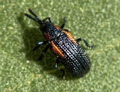 Microrhopala rubrolineata