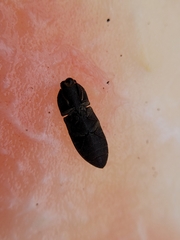 Agrypnus rectangularis