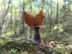 Gyromitra infula