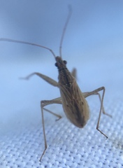 Nabis rugosus