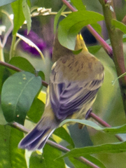 Setophaga discolor
