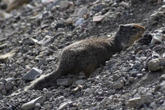 Urocitellus columbianus